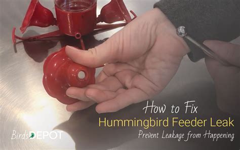 leaking hummingbird feeder|How to Fix and Prevent Hummingbird Feeder Leak